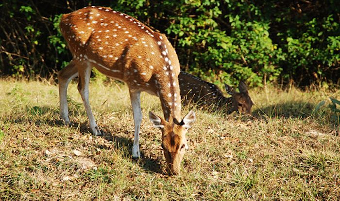 Masinagudi: Land of Jeep Safaris And Wildlife Adventure | India.com