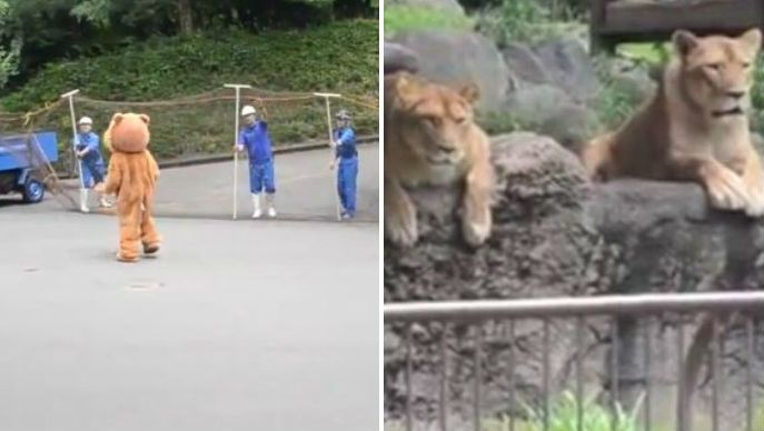 Japan Zoo Performs Lion Escape Drill And The Zoo Lions Have Hilarious