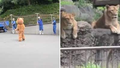 Japan Zoo Performs Lion Escape Drill And The Zoo Lions Have ...