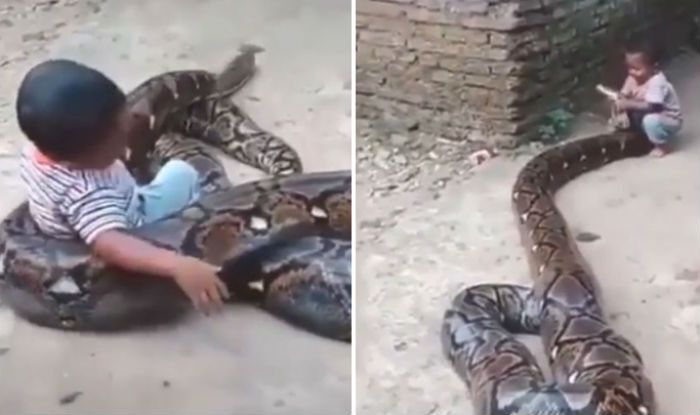 Kevin Pietersen Shares Video of Kid Trying to Play With a Huge Snake ...