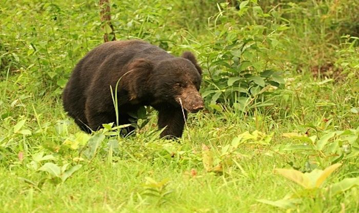 Visit Daroji Sloth Bear Sanctuary To Spot The Most Endearing Sloth ...