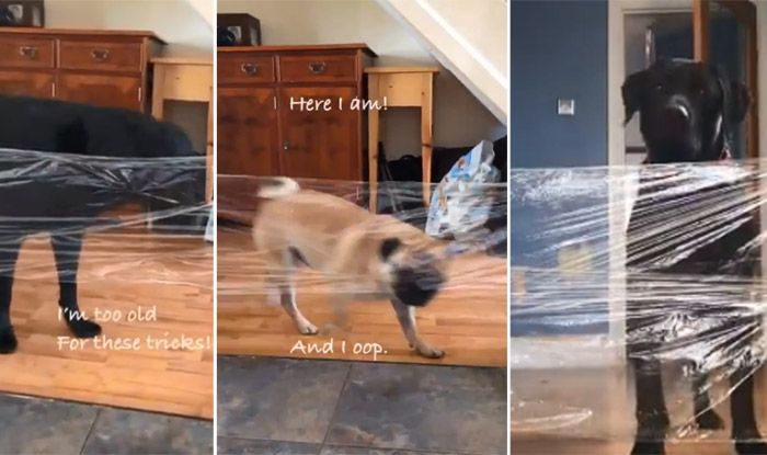 Invisible Challenge: People Prank Their Dogs With Cellophane Invisible Challenge: People Prank Their Dogs With Cellophane