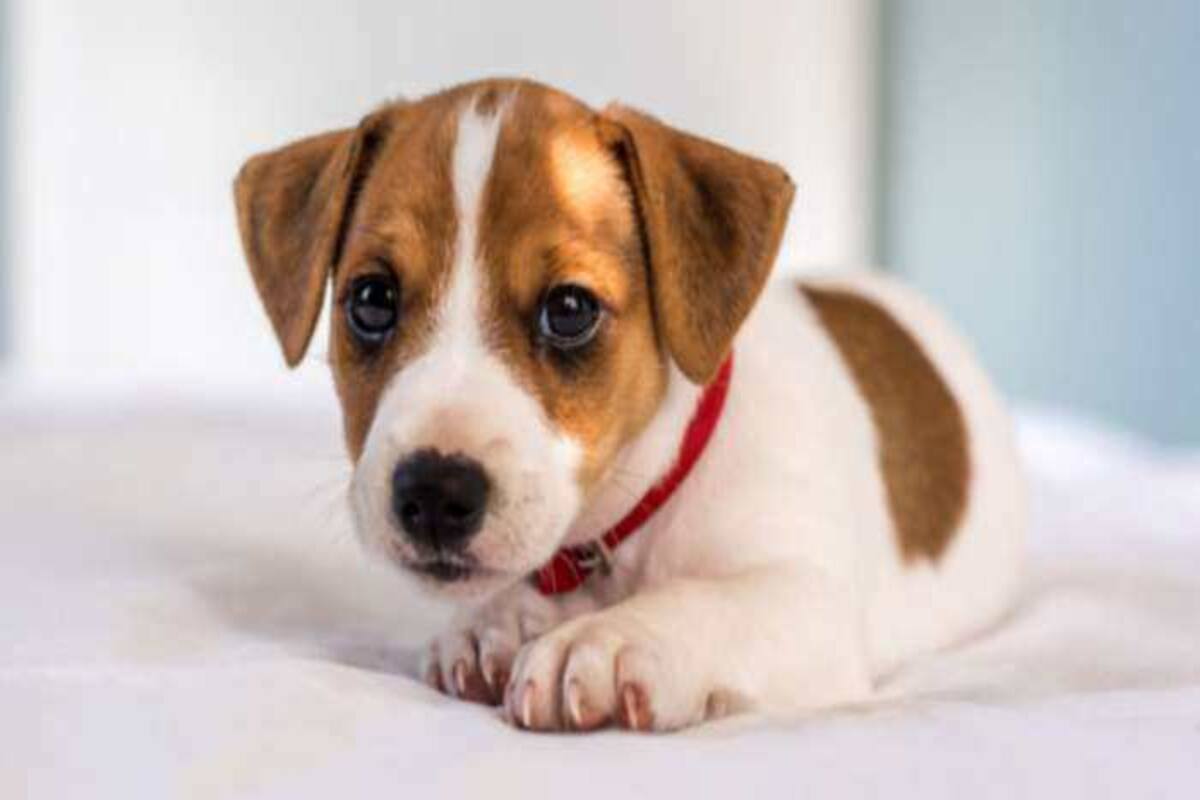 Why Everyone Needs to Have Dogs And Cats in Their Lives! Why Everyone Needs to Have Dogs And Cats in Their Lives!