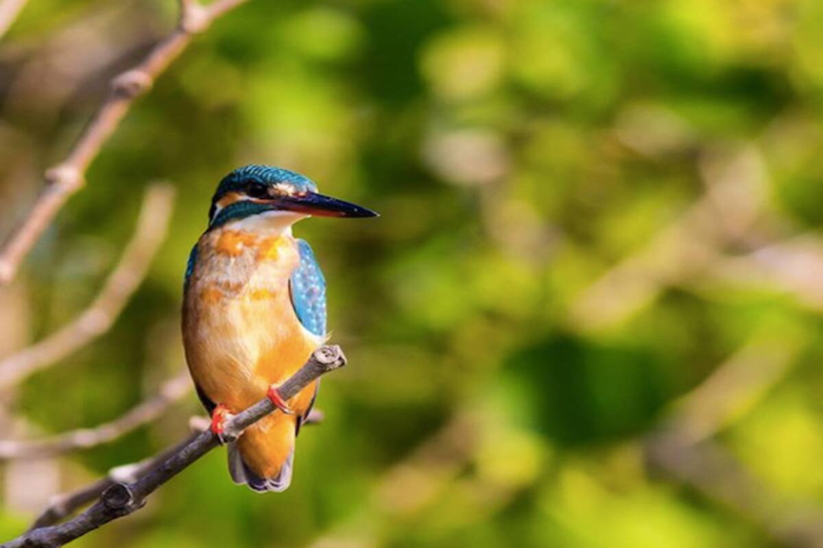 Best Birding Hotspots in Goa For The Avian Enthusiast 