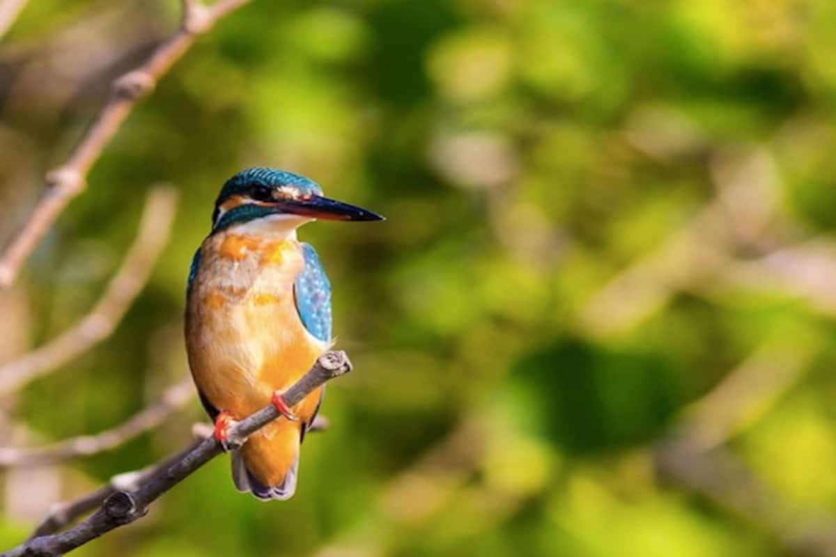 Best Birding Hotspots in Goa For The Avian Enthusiast Best Birding Hotspots in Goa For The Avian Enthusiast