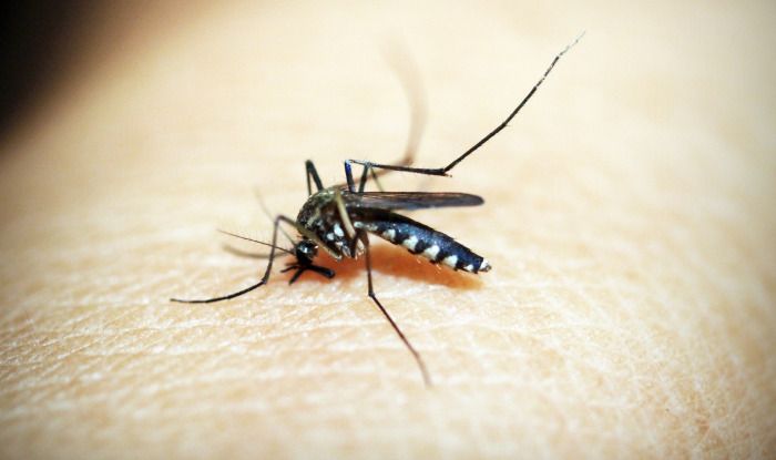 Mosquito-IANS