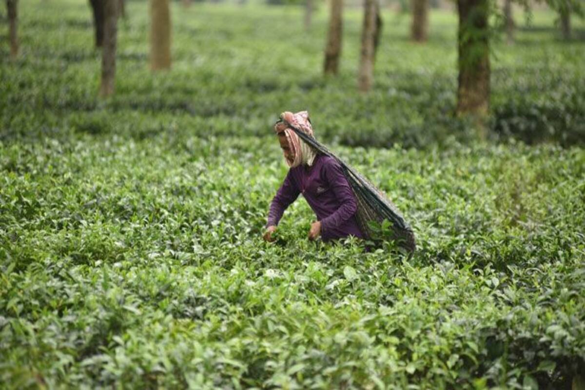 Tea Garden Assam Sex Porn - Tea Gardens in West Bengal Can Now Deploy 50% Workforce During Lockdown