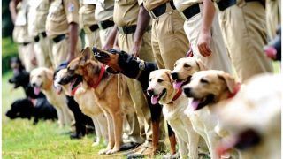 मध्य प्रदेश में ‘कुत्तों के तबादले’ पर घमासान: कांग्रेस बोली- कुत्तों जैसी हुई सोच, BJP नेता बोले- हां हम हैं मध्य प्रदेश में ‘कुत्तों के तबादले’ पर घमासान: कांग्रेस बोली- कुत्तों जैसी हुई सोच, BJP नेता बोले- हां हम हैं