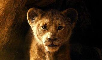 The Lion King Movie Full HD Available For Free Download Online on  Tamilrockers and Other Torrent Site, The Lion King Movie Full HD Available For  Free Download Online on Tamilrockers and Other