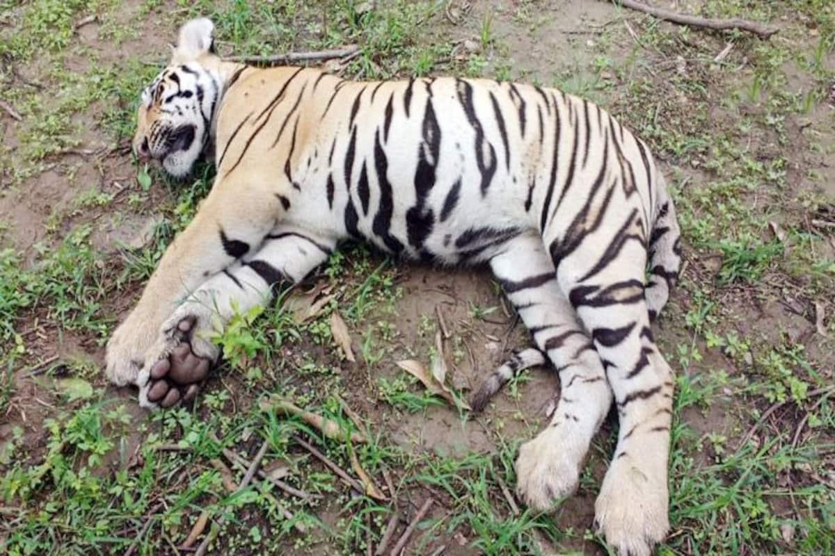 4-Year-Old Tiger Nadia Contracts COVID-19, US Department of Agriculture Confirms – Read The Detailed Report 4-Year-Old Tiger Nadia Contracts COVID-19, US Department of Agriculture Confirms – Read The Detailed Report