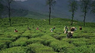 Sitong: A Hilly Retreat in West Bengal Sitong: A Hilly Retreat in West Bengal