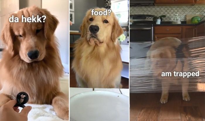 Watch: Golden Retriever's Adorable Videos is Taking The Internet by Storm Golden Retreiver