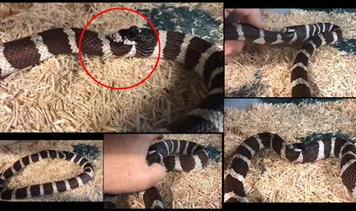 Watch: Hungry Snake Eats Himself at a Pennsylvania Reptile Sanctuary in a Bizarre Video Watch: Hungry Snake Eats Himself at a Pennsylvania Reptile Sanctuary in a Bizarre Video