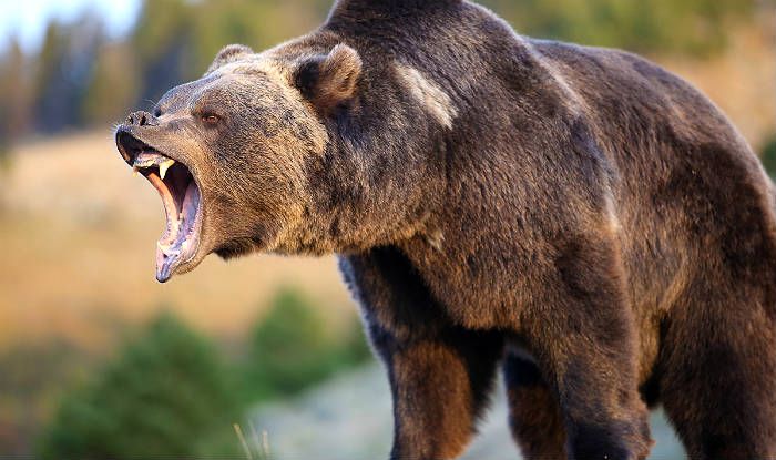 Bear Eats Man Alive After he Jokingly Tells His Wife ‘If I Don’t Call