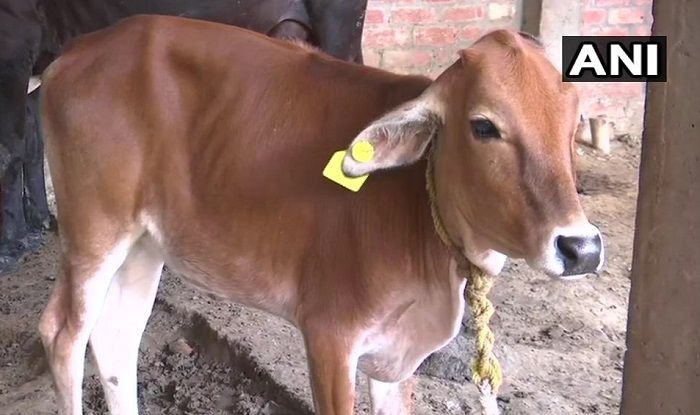 Gorakhpur Geo-tags Cattle, Will Identify, Penalise Owners For Animals 