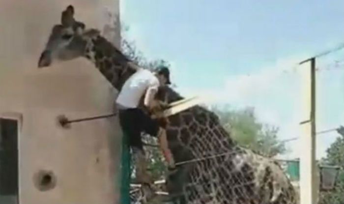 A Drunk Man Climbed A Fence At A Zoo And Then Jumped On The Giraffe S Back Watch The Hilarious Reaction Of The Animal Here