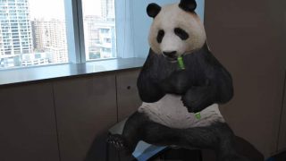 Google AR Search brings life-sized 3D animals in your living room; here’s how to use it Google AR Search brings life-sized 3D animals in your living room; here’s how to use it