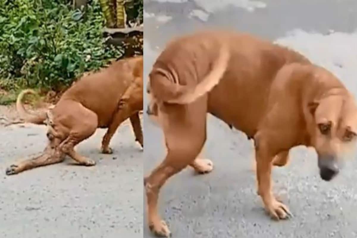Dog in Thailand Cheats People by Faking a Broken Leg, Cute Video Goes Viral  