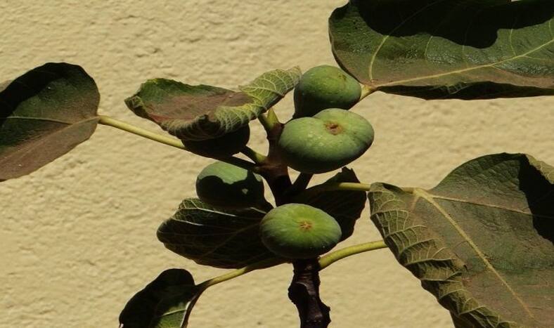 Eat Anjeer (Fig) Everyday to Keep Your Weight Under Control