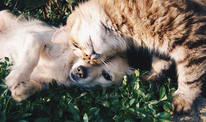Natural Remedies For Flea And Tick Natural Remedies For Flea And Tick