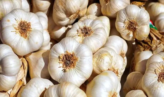 Garlic is Secret to a Healthy Heart, Know The Benefits Garlic is Secret to a Healthy Heart, Know The Benefits