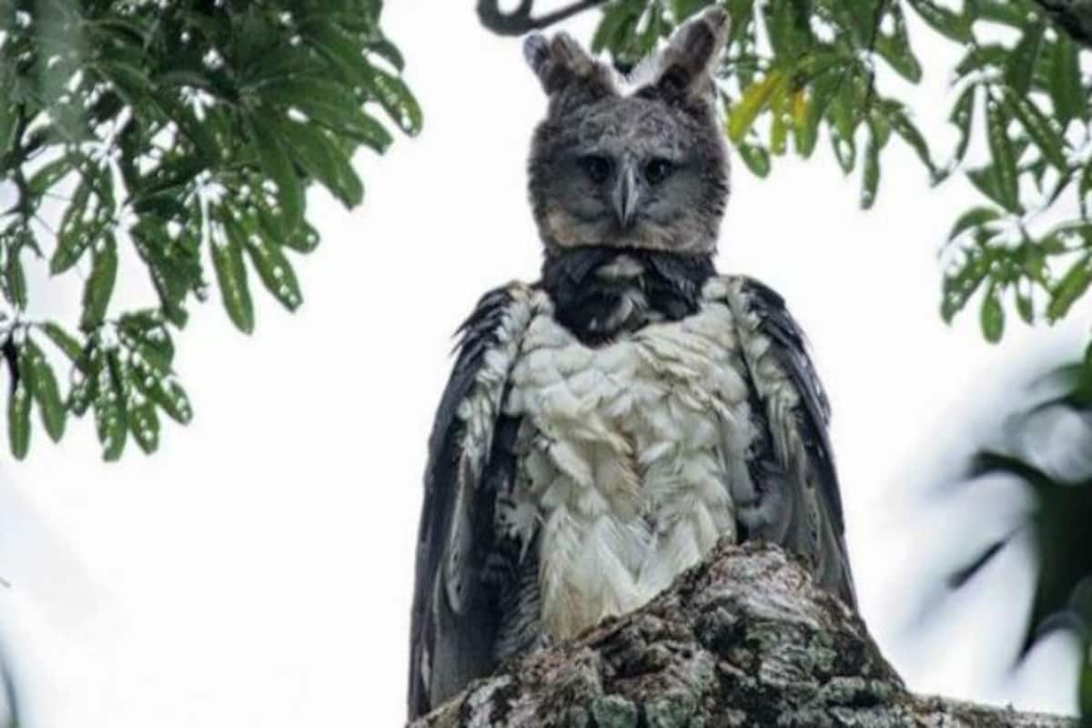 Huge Harpy Eagle: Twitterati Think This Mega Bird Looks Like a Man in  Costume- Take a Look