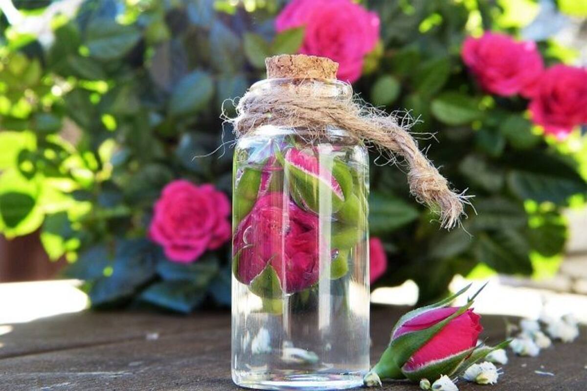 Rose Essential Oil Natural Way To Treat Wounds Ease Menstruation Pain