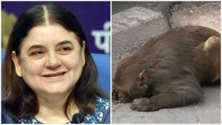 Netizens Laud Maneka Gandhi After She Comes to the Rescue of An Injured Monkey Netizens Laud Maneka Gandhi After She Comes to the Rescue of An Injured Monkey