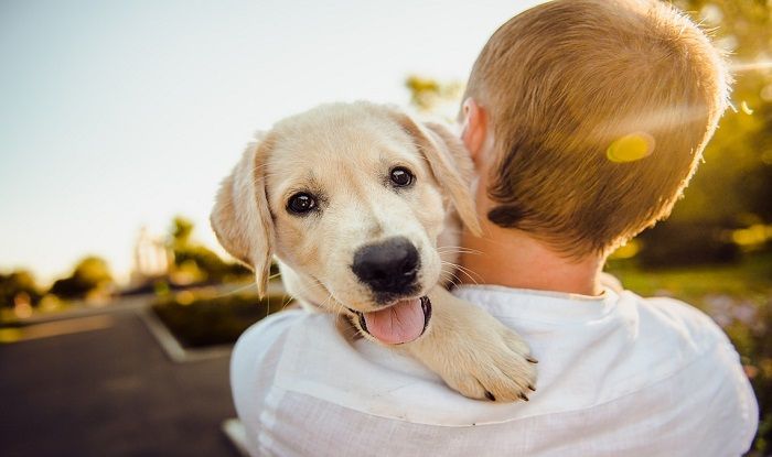 Want to be Happy And Away From Immunity-Related Ailments? Own a Pet Want to be Happy And Away From Immunity-Related Ailments? Own a Pet