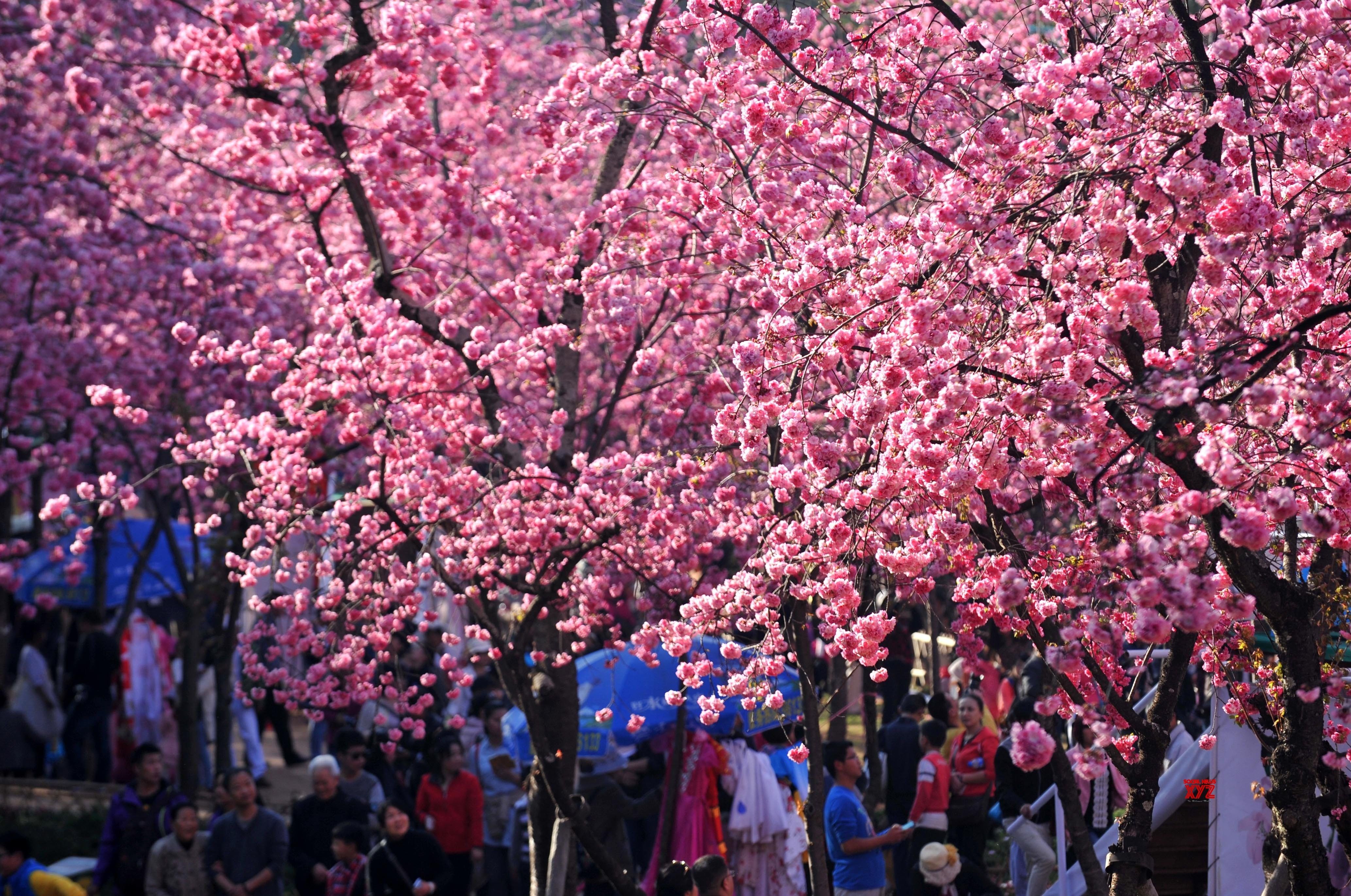 india-and-south-korea-to-jointly-celebrate-cherry-blossoms-festival-in