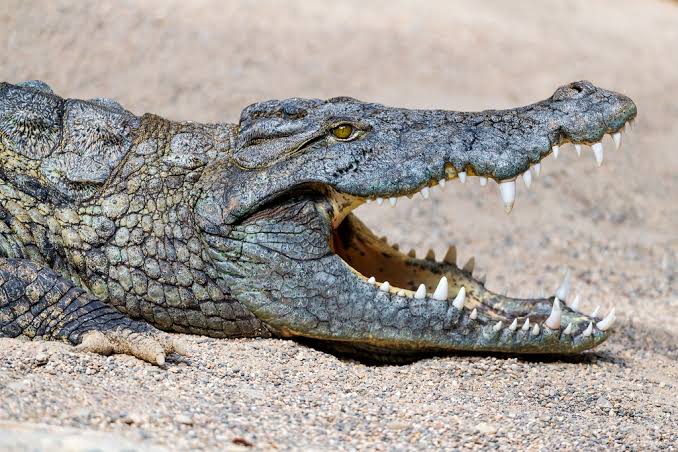 Australian Man Escapes Crocodile Attack By Sticking His Thumb Into Its Eye