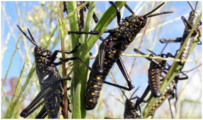 After COVID-19 And Cyclone Amphan, India Stares at Locust Plague Threat; 3-km Long Swarm Spotted in Ranchi, District on High Alert