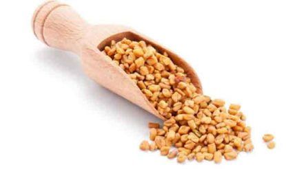 fenugreek seed