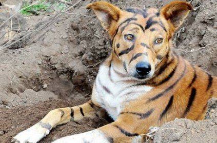 https://static.india.com/wp-content/uploads/2019/12/farmer-paints-his-dog-to-look-like-a-tiger-to-scare-monkeys.jpg