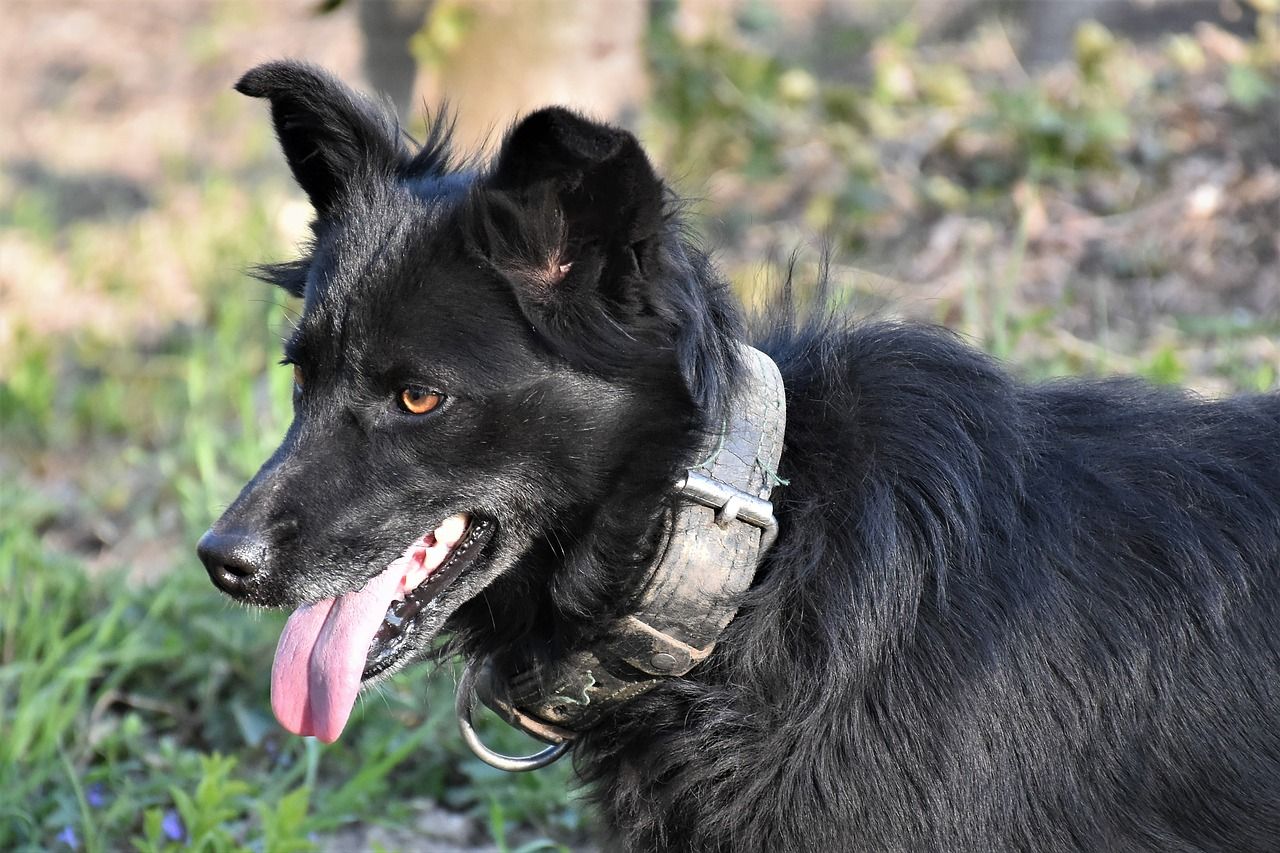 UP Family Holds Mourning Ritual For Pet Dog, More Than 1000 Friends ...