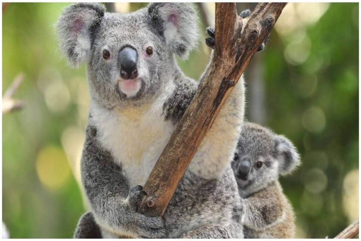 Australia's beloved koalas are under threat of extinction - Focus