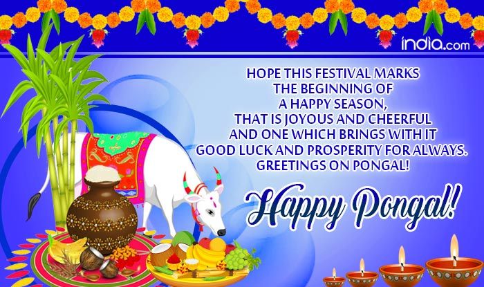 Happy Pongal 2020 Here Are Best Pongal Whatsapp Messages Greetings And Sms To Celebrate The 4566