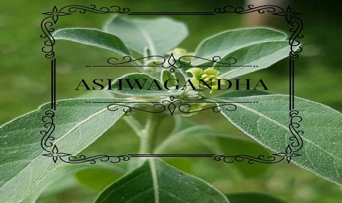 Ashwagandha, Effective Way to Boost Your Sexual Drive
