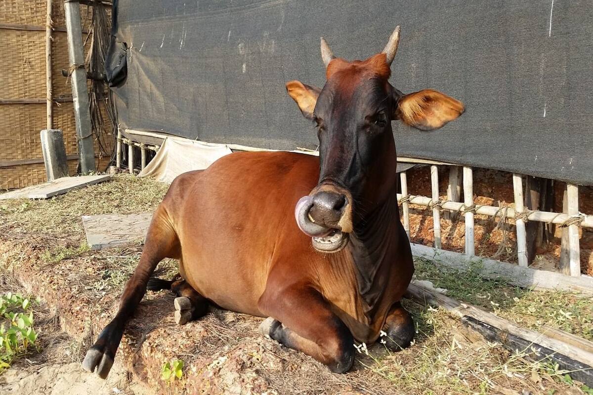 Godhan Nyay Yojana: How Chhattisgarh Plans to Make Animal Husbandry Commercially Profitable Godhan Nyay Yojana: How Chhattisgarh Plans to Make Animal Husbandry Commercially Profitable