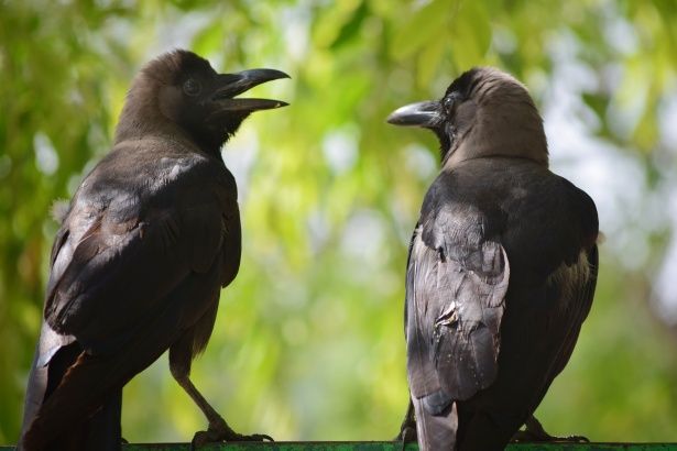 2 People Arrested After They Were Caught Killing Crows & Selling Their Meat to Chicken Stalls