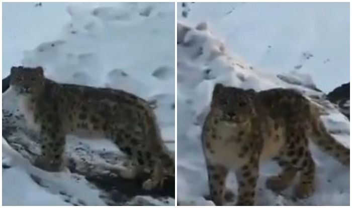 'Rare Sight': Snow Leopard Spotted in Himachal's Spiti Valley, Video Amazes Netizens | Watch
