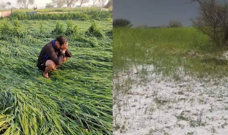 यूपी के कई इलाकों में बारिश-ओले गिरने से फसलें बर्बाद, योगी सरकार देगी मुआवजा