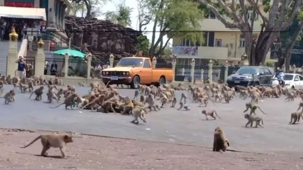 Monkey Riot Hundreds of Hungry Monkeys Fight For Food in Thailand As Coronavirus ...