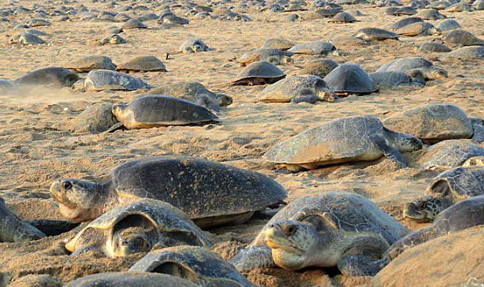 As Indians Stay Inside in Lockdown, Over 8 Lakh Olive Ridley Turtles ...