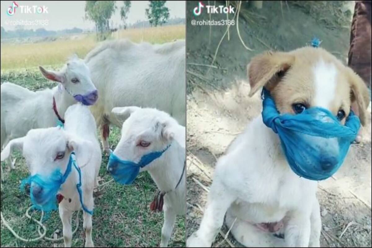 Trending News Today March 21, 2020: Masked Goats And Puppy Prancing Around  on THIS Coronavirus Special Hindi Song is Funniest Thing on TikTok Today! |  