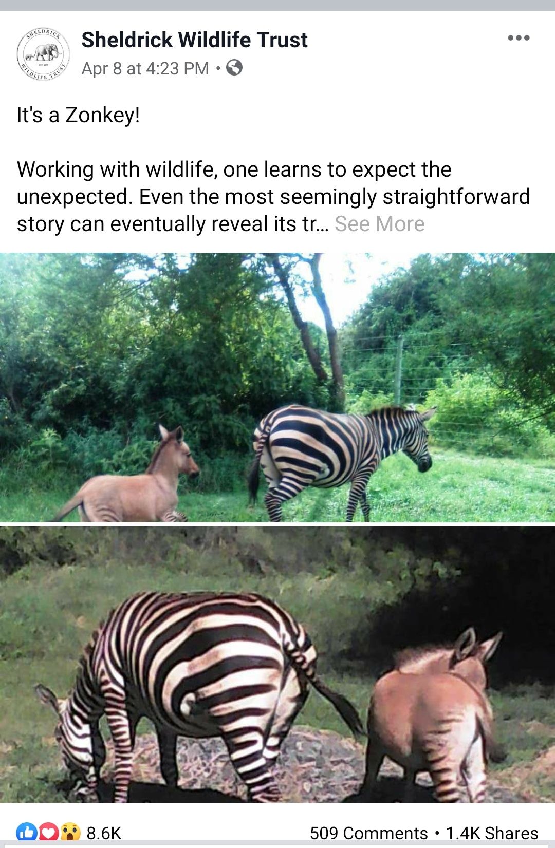 Kenya: Zebra Falls in Love With Donkey, Mates And Gives Birth to Rare ...