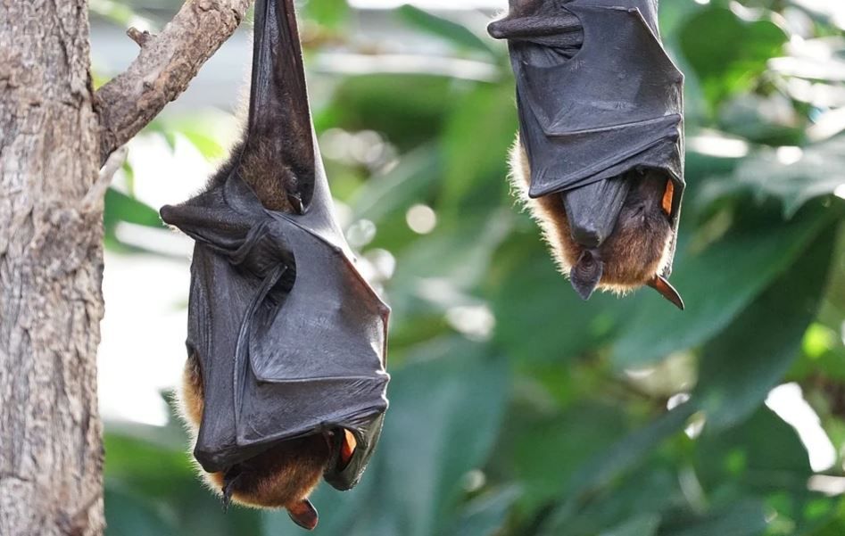 Bats Harbour up to 15,000 Coronaviruses That Can Cause Next Pandemic ...