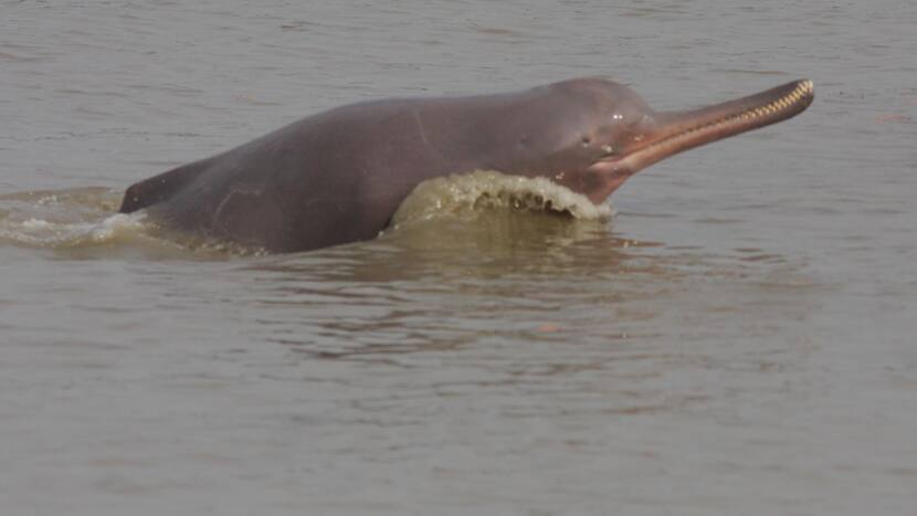Critically Endangered Gangetic Dolphins Spotted From Ghats of Kolkata Due to Reduced Water Pollution