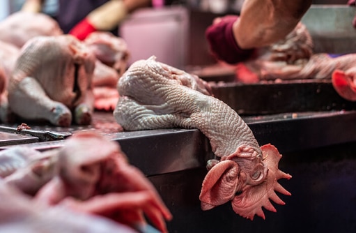 Not Just China, New York Too Has Over 80 'Wet Markets' That Sell & Slaughter Live Animals