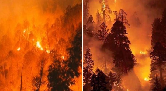 '2020 Is So Cruel': Heartbreaking Visuals of Uttarakhand Forest Fires Emerge on Twitter, Netizens Appeal For Help